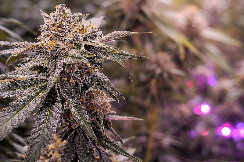 Big News: Exotic Flower Now Available in Smaller Quantities