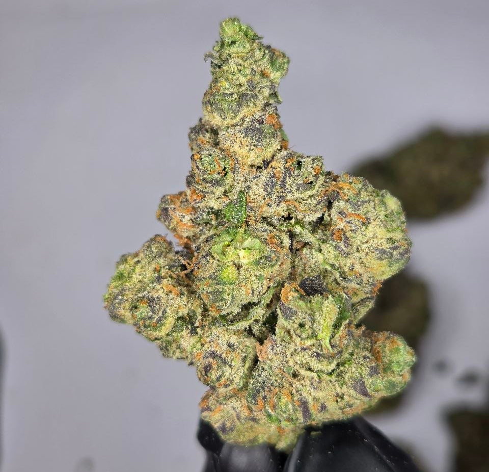 Close-up of a cannabis bud held by a gloved hand against a neutral background