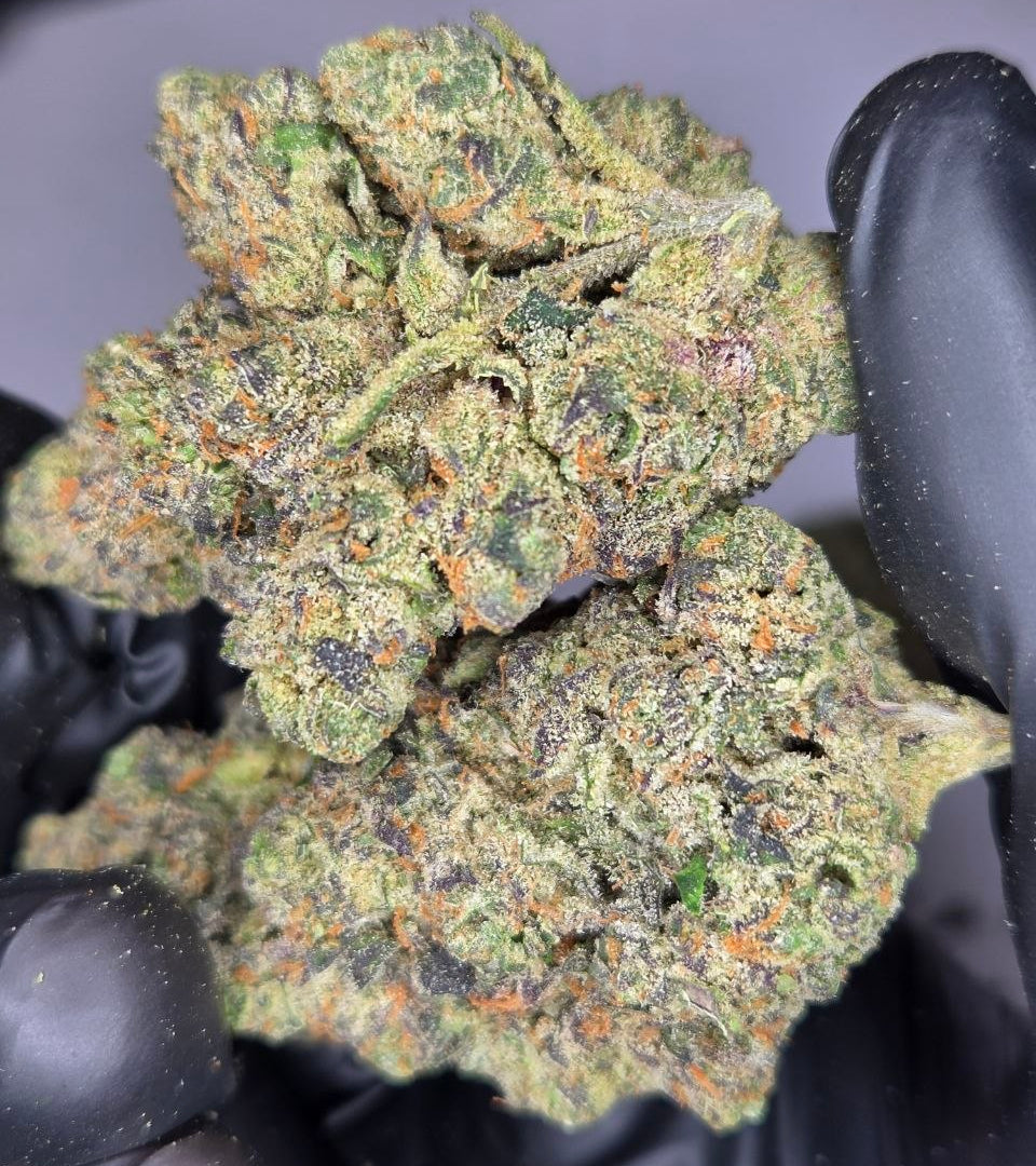Close-up of cannabis buds held by black gloves on a neutral background