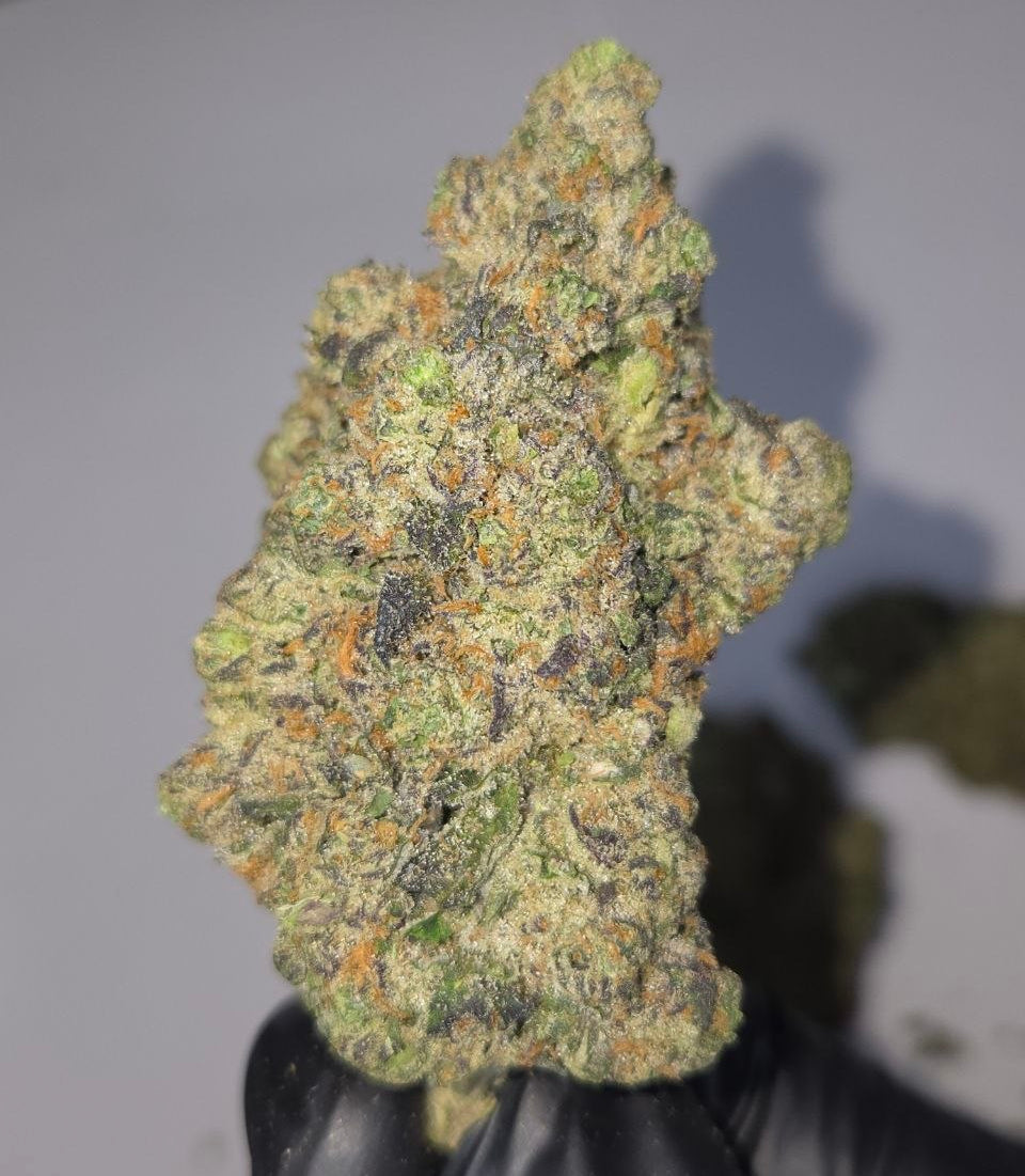 Close-up of a cannabis bud held by a gloved hand on a neutral background