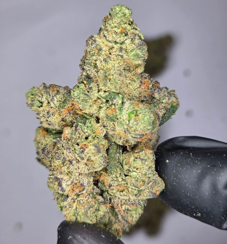Close-up of a cannabis bud held by black gloves on a gray background