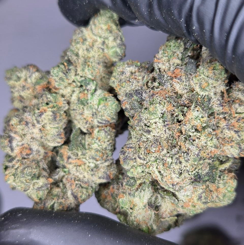 Hand holding a cluster of green cannabis buds with black gloves on a gray background