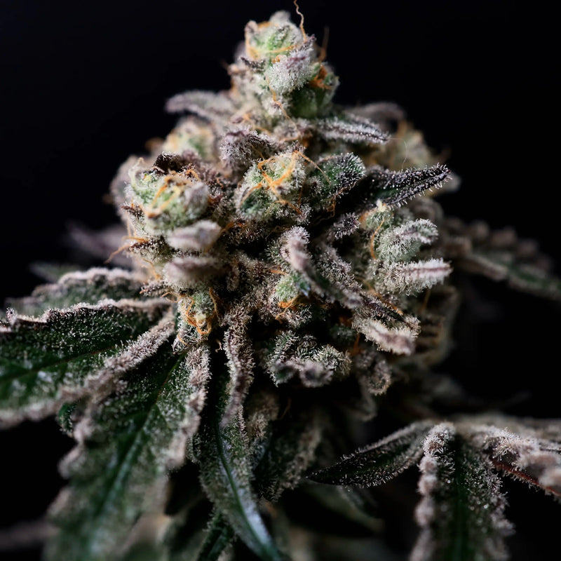 Close-up of a cannabis plant bud with a black background