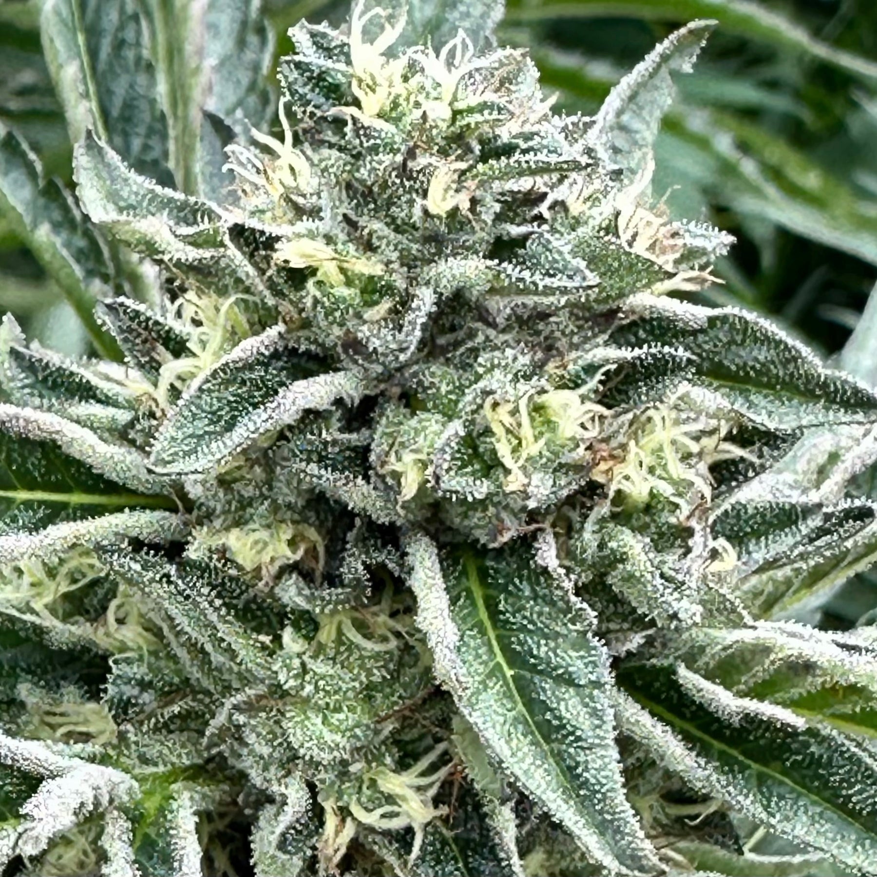 Bruce Banner Auto