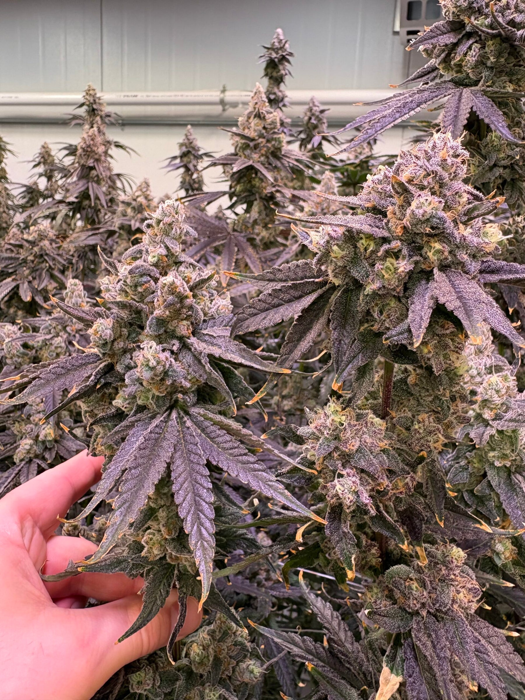 Hand holding a cannabis plant with large buds indoors.