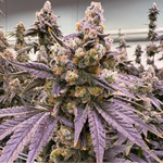 Close-up of a cannabis plant with a 'Private Label' logo at the top.