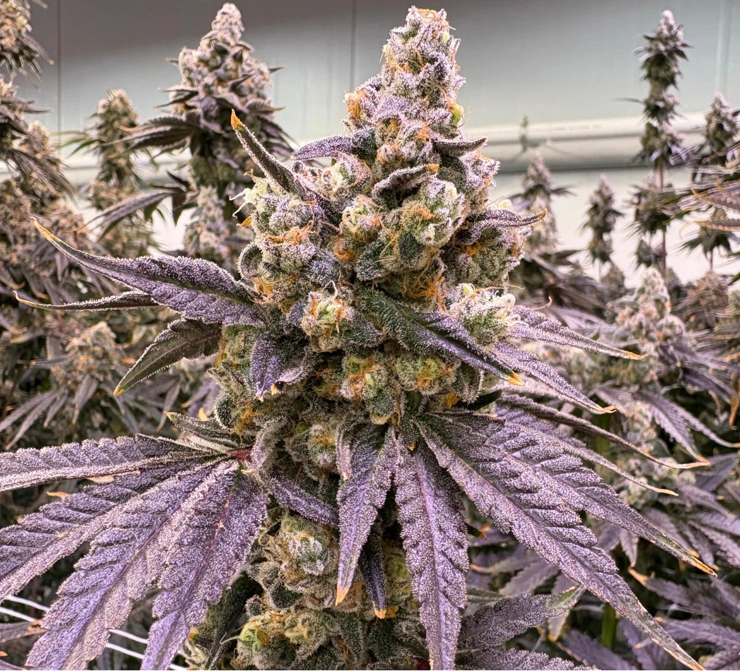Close-up of a cannabis plant with a 'Private Label' logo at the top.