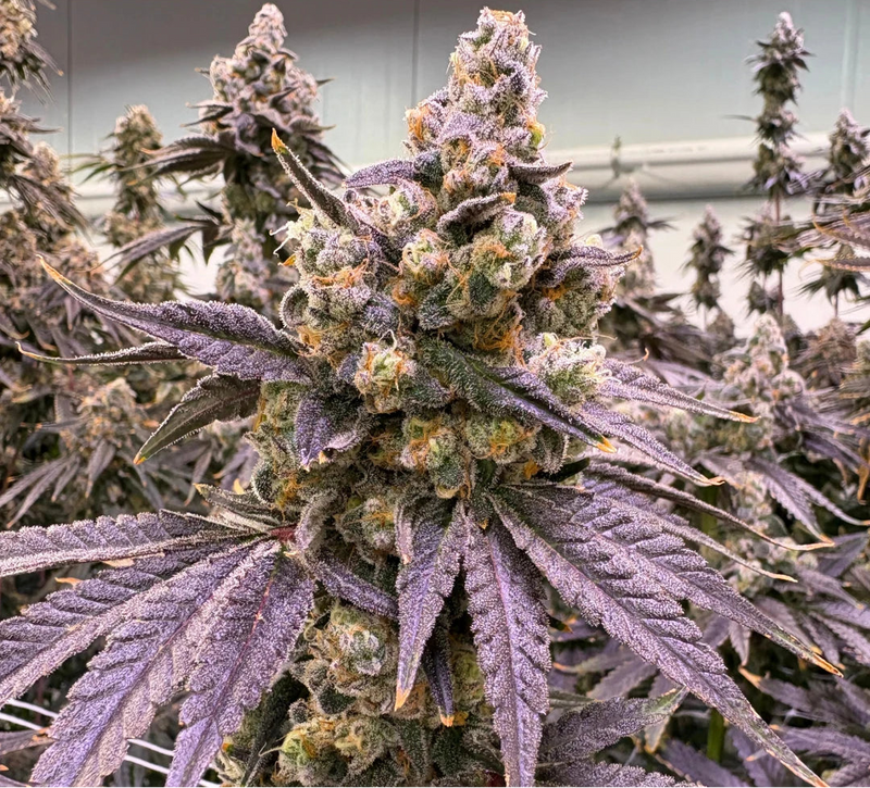 Close-up of a cannabis plant with a 'Private Label' logo at the top.