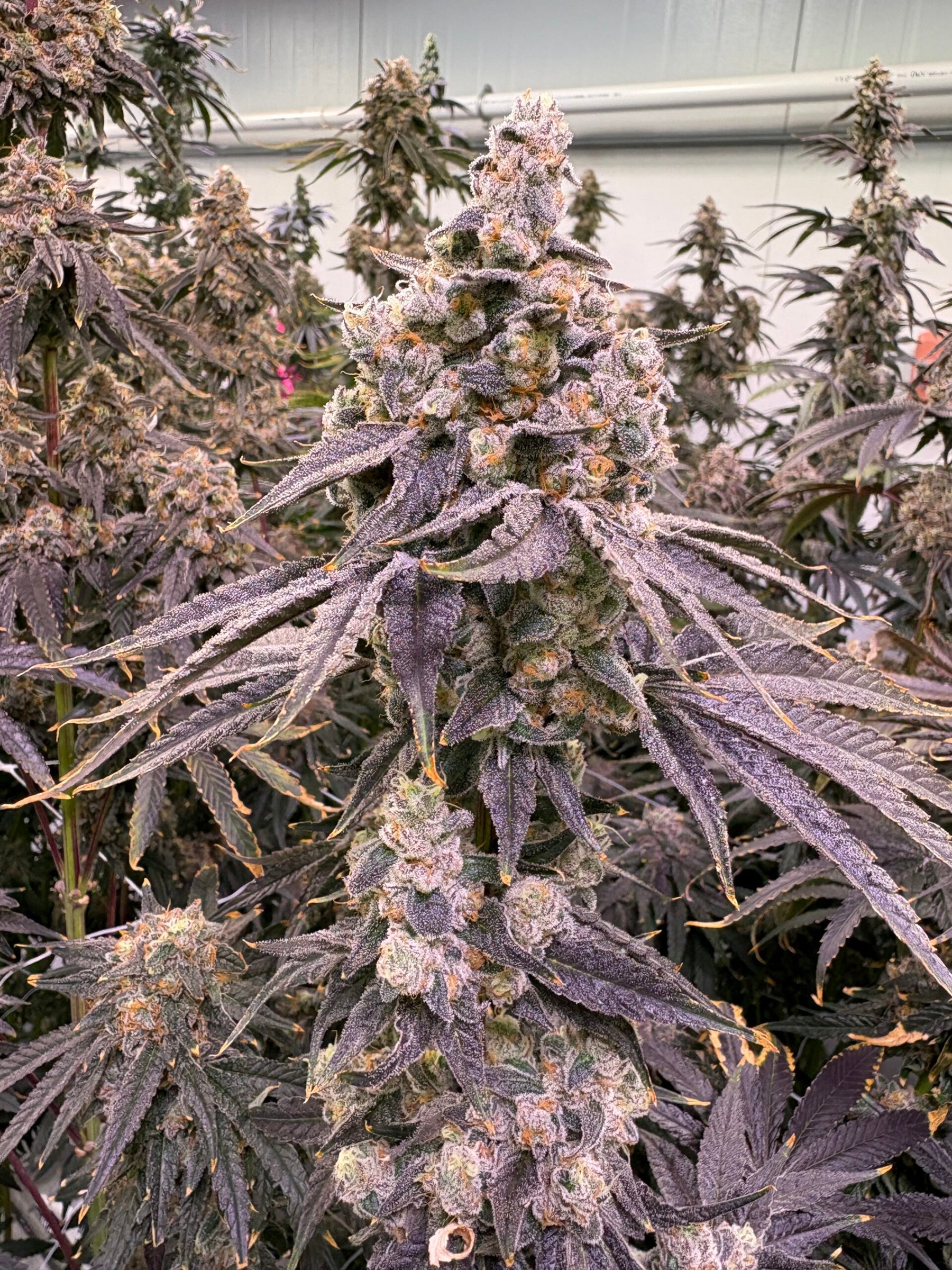Close-up of a cannabis plant with large buds in a greenhouse setting