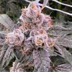 Close-up of a cannabis plant with frost on its buds, labeled 'Private Label'.
