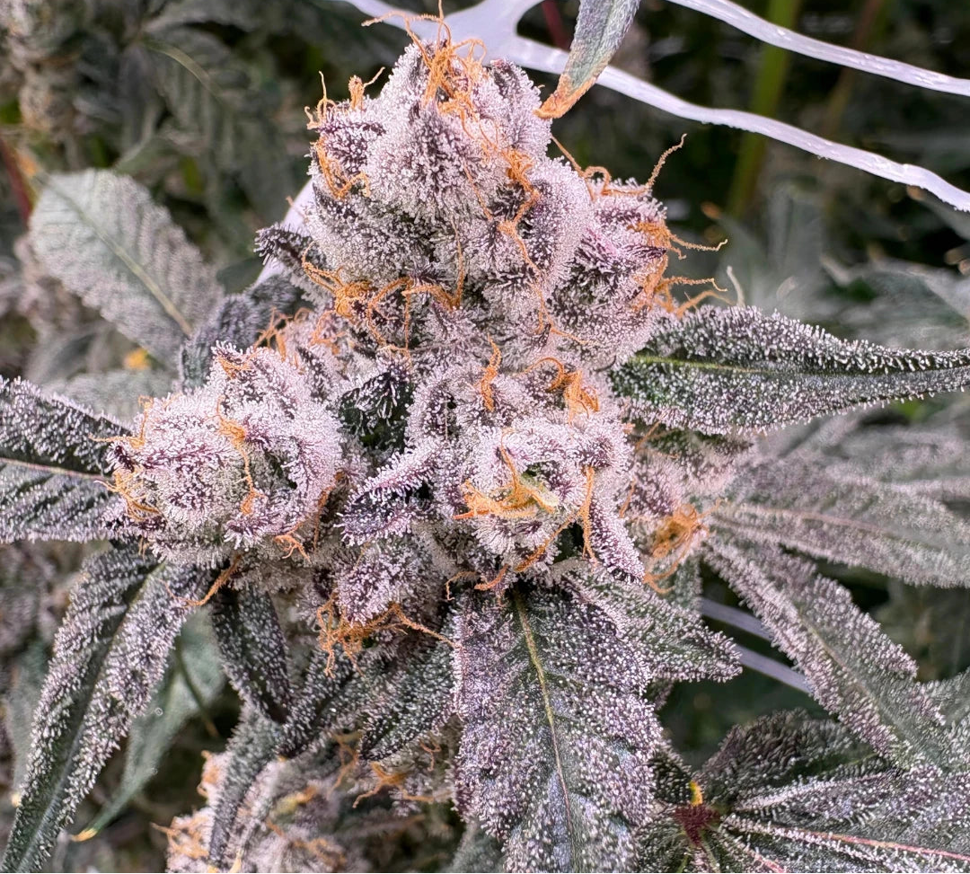 Close-up of a cannabis plant with frost on its buds, labeled 'Private Label'.