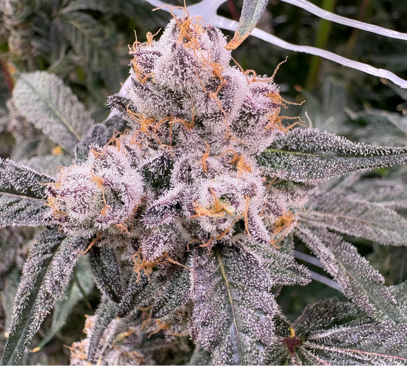 Close-up of a cannabis plant with frost on its buds, labeled 'Private Label'.