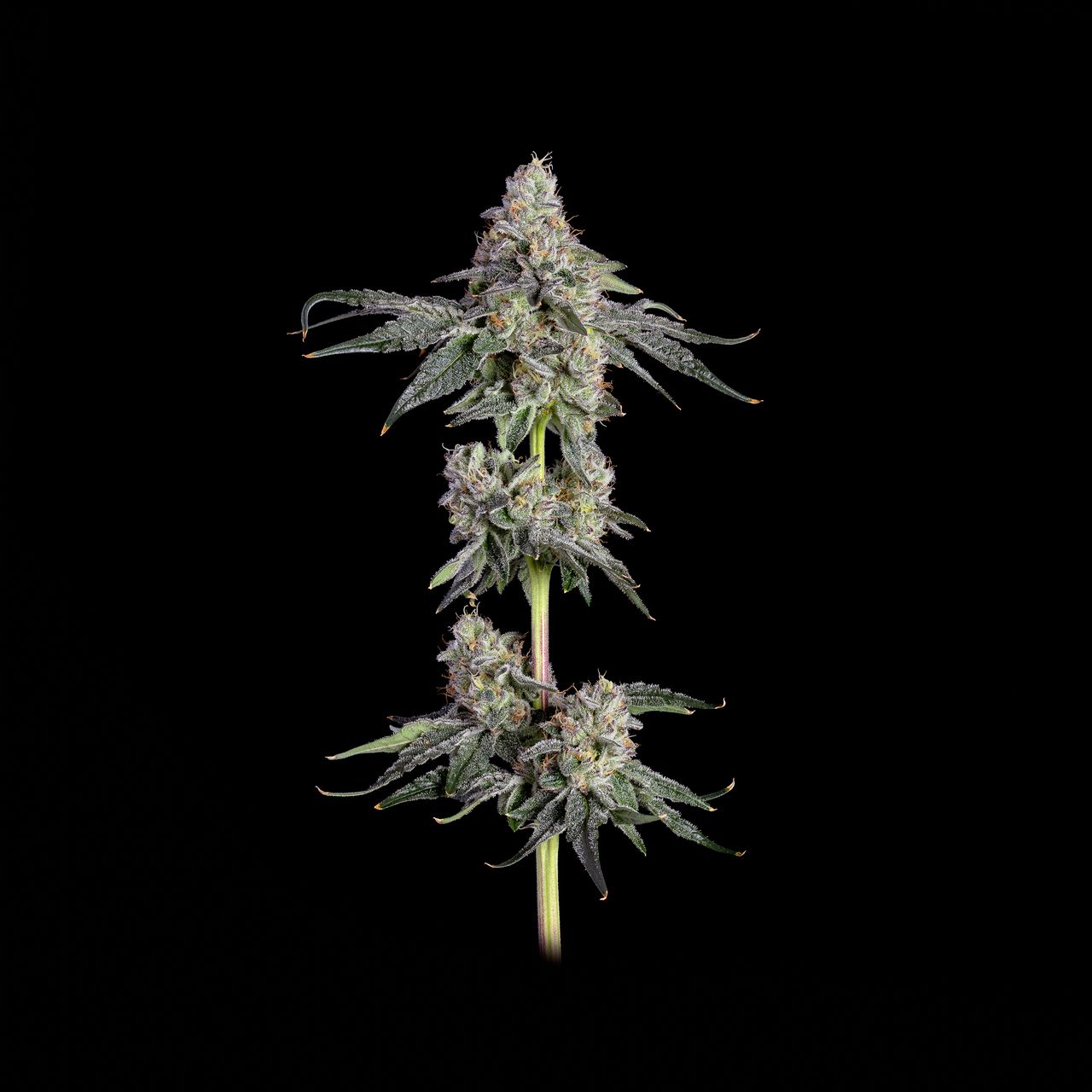 Cannabis plant on a black background