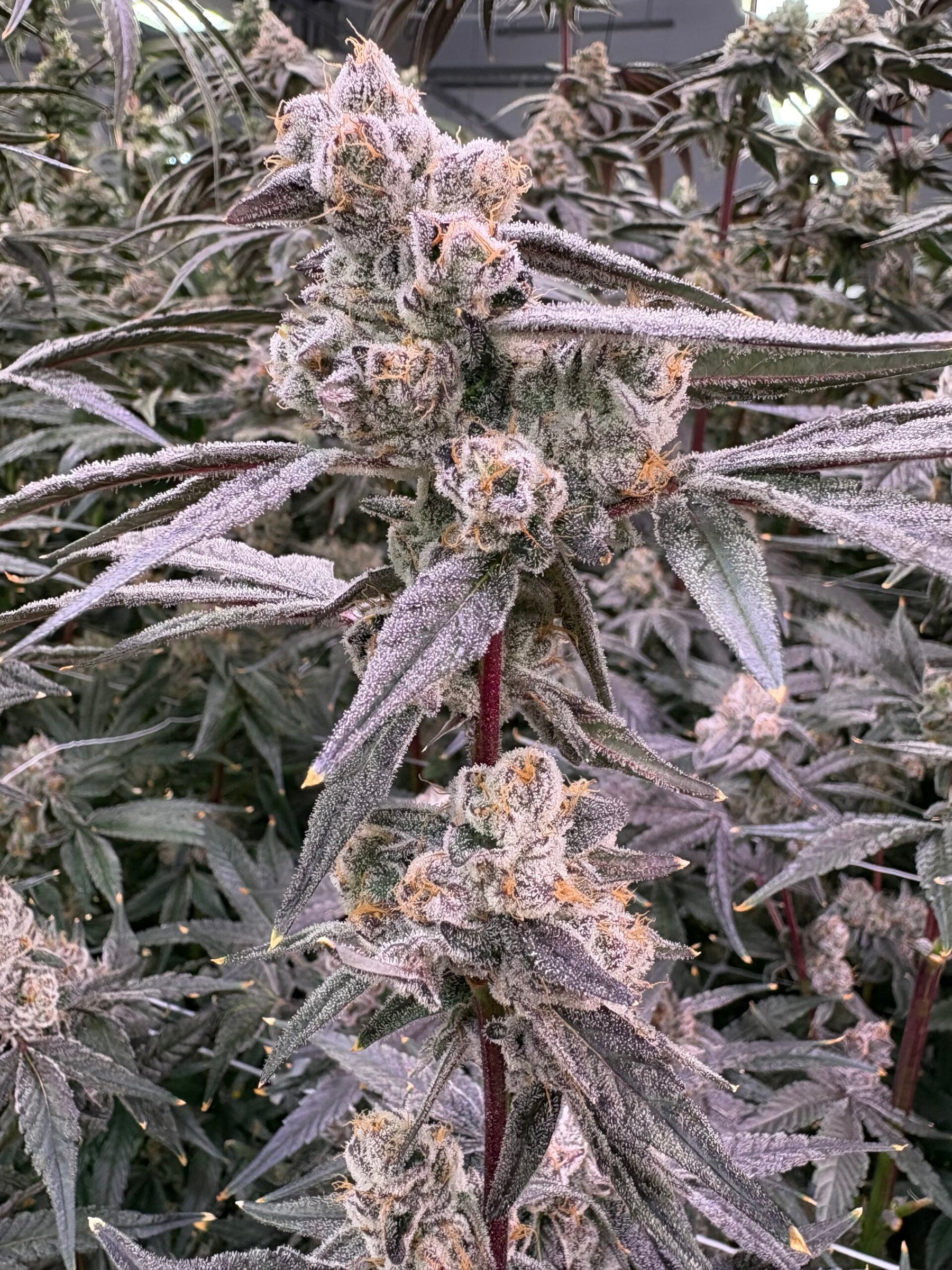 Close-up of a cannabis plant with frost on its leaves
