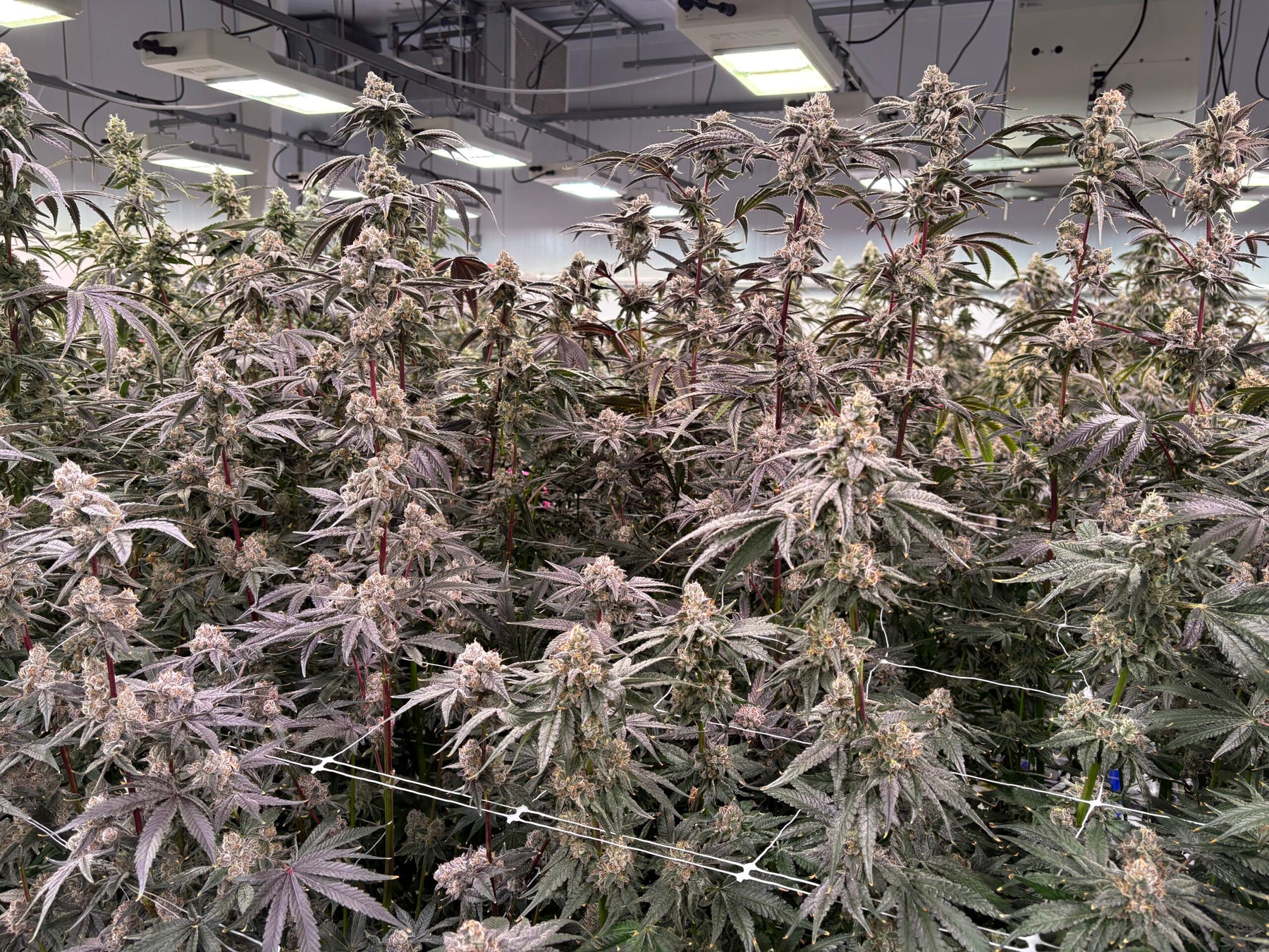 Grown cannabis plants in a controlled indoor setting