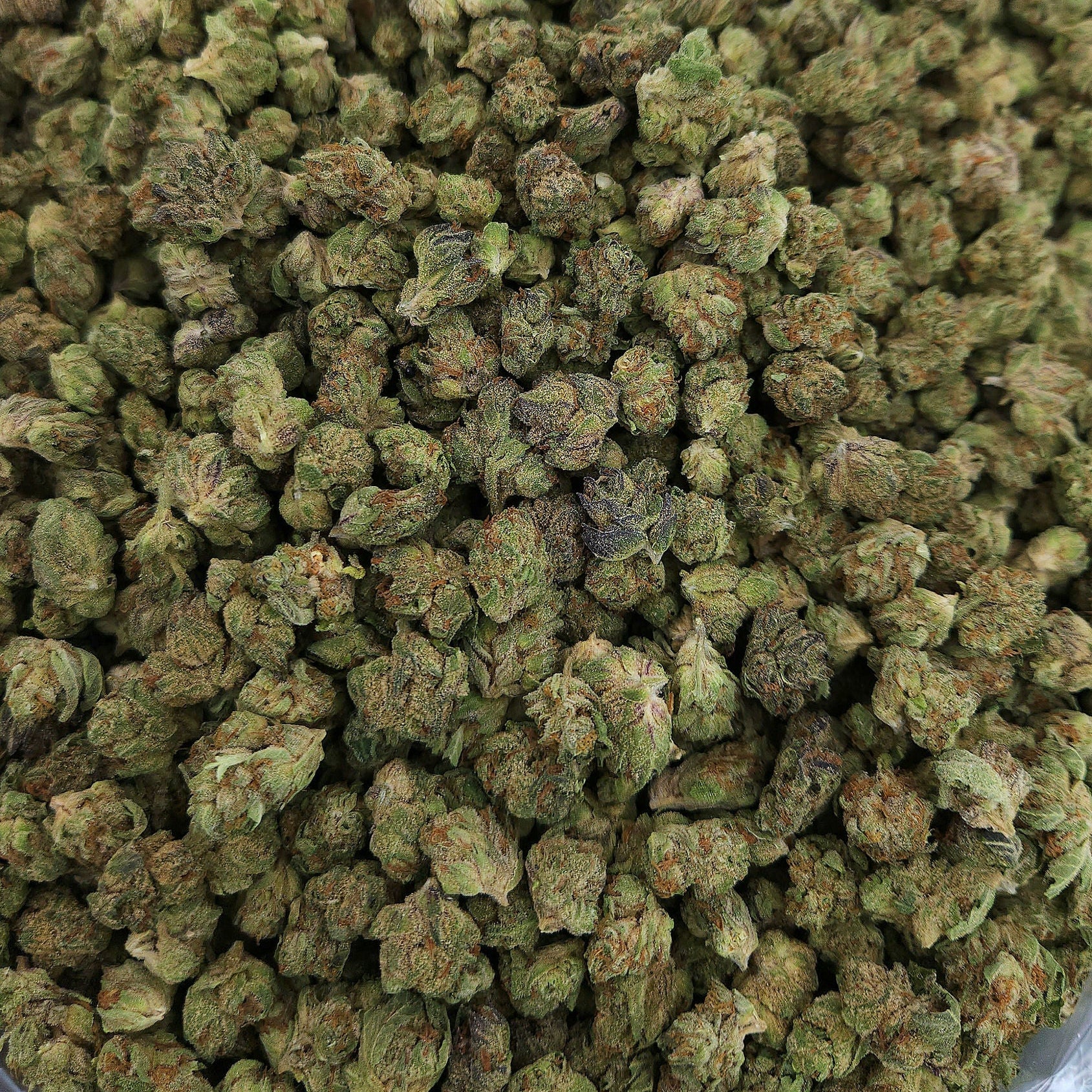 Gelato Plus - Smalls