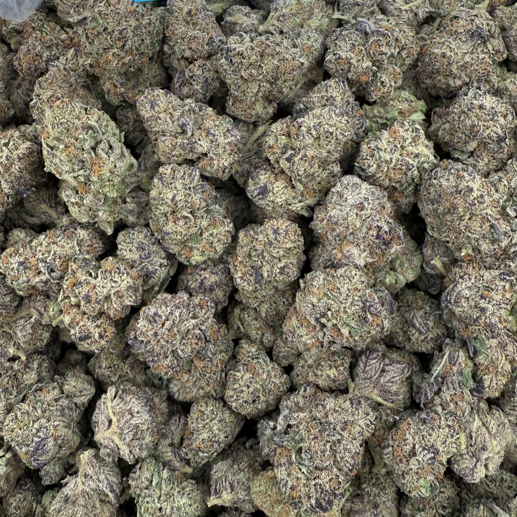 Marijuana buds in a bag with a blue label reading 'Glitter Biscotti'.