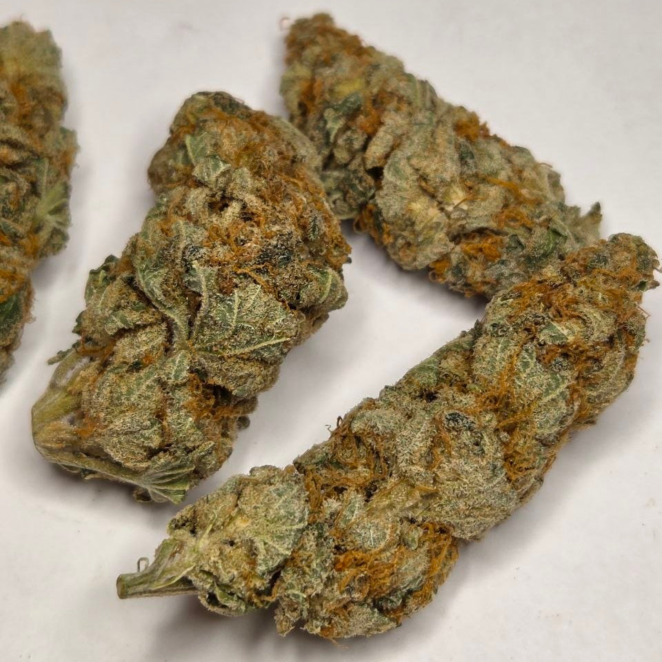 Gorilla Gas F1