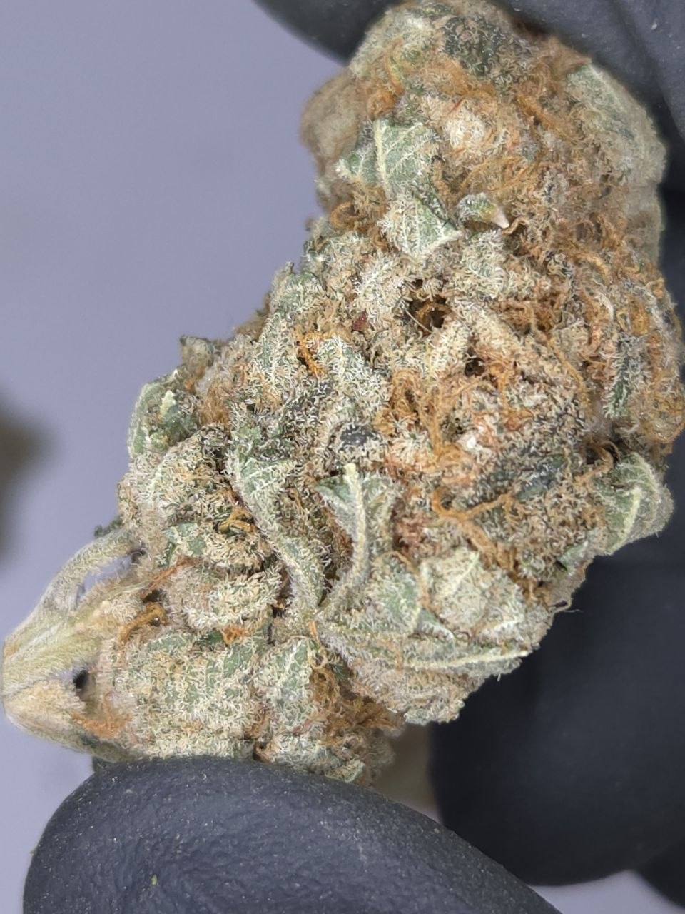 Gorilla Gas - 2oz Top-Self Deal - Pre-Ban THCA Deal