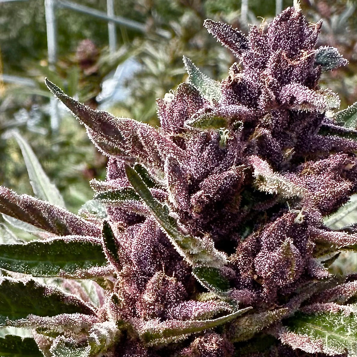 Grand Daddy Purple Auto