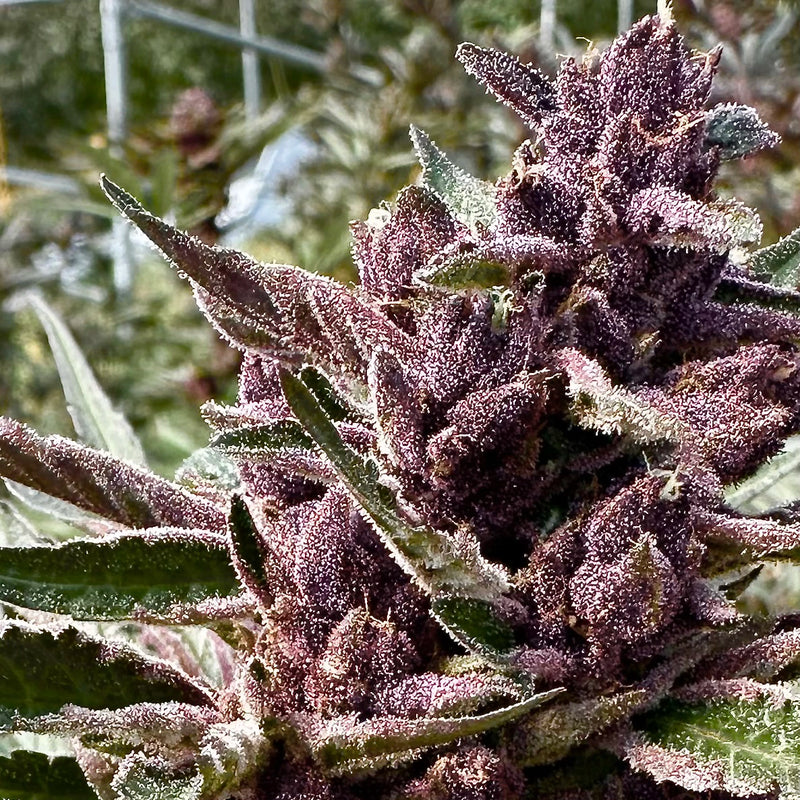 Grand Daddy Purple Auto
