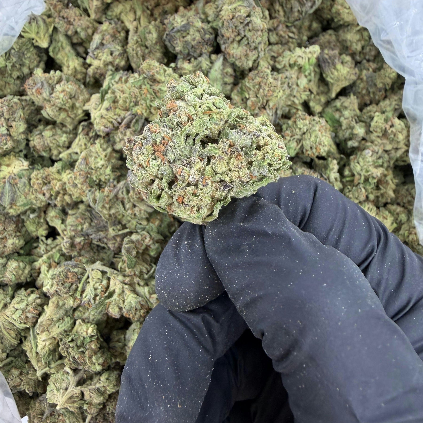 Hand holding a cannabis bud labeled 'Guava Runtz' over a bag of cannabis buds.