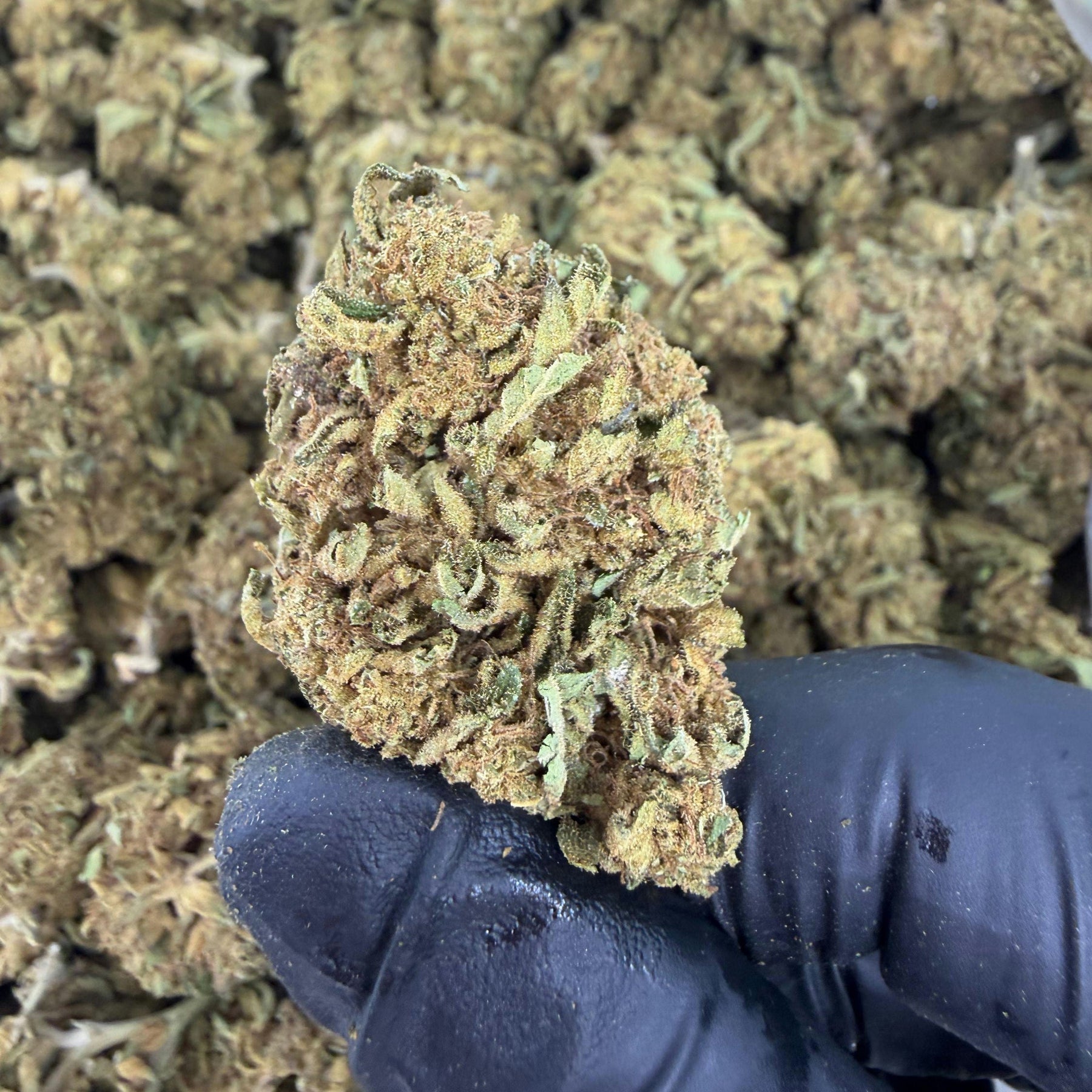 Hand holding a cannabis bud over a pile of cannabis buds with a green label.