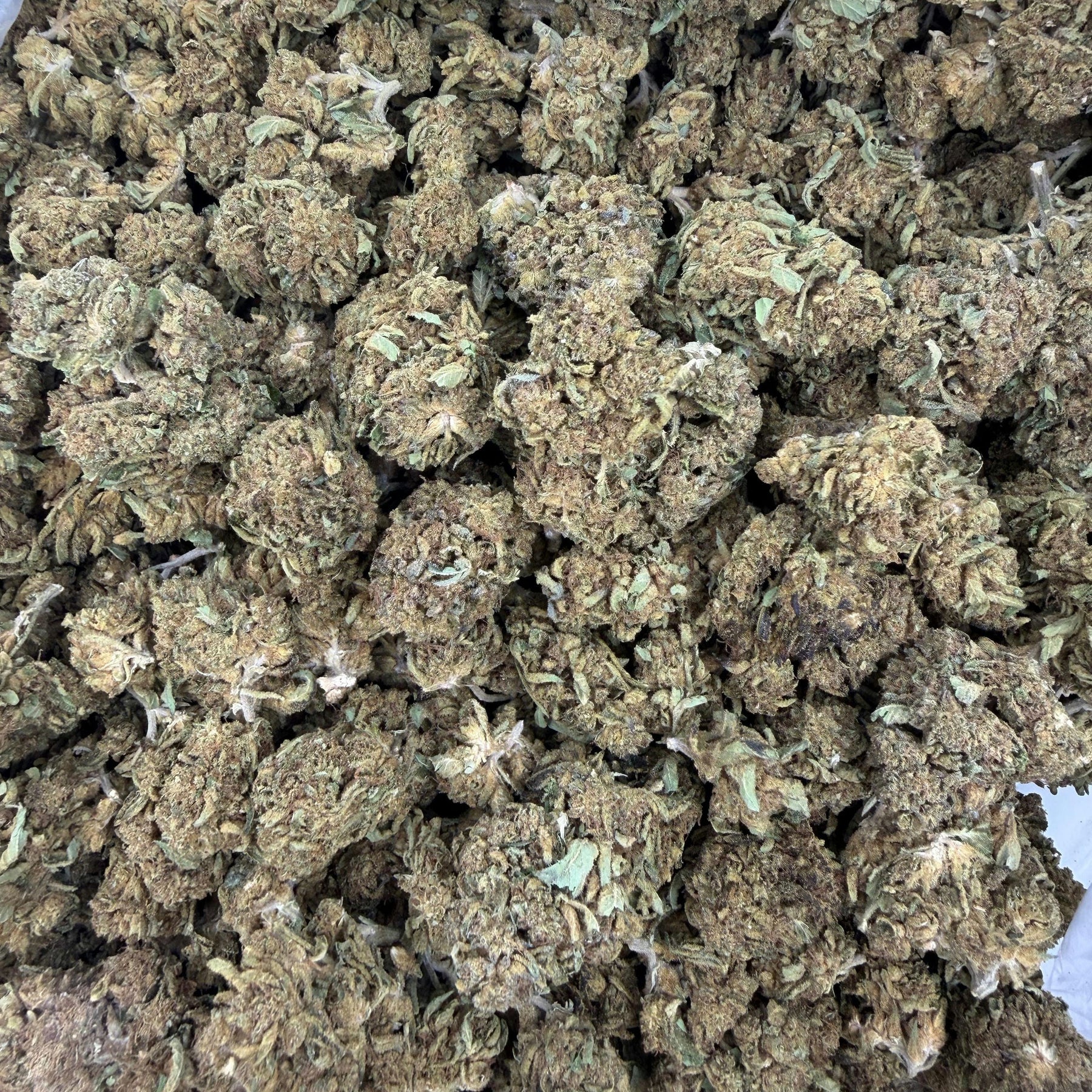 Gush Mintz - Bulk