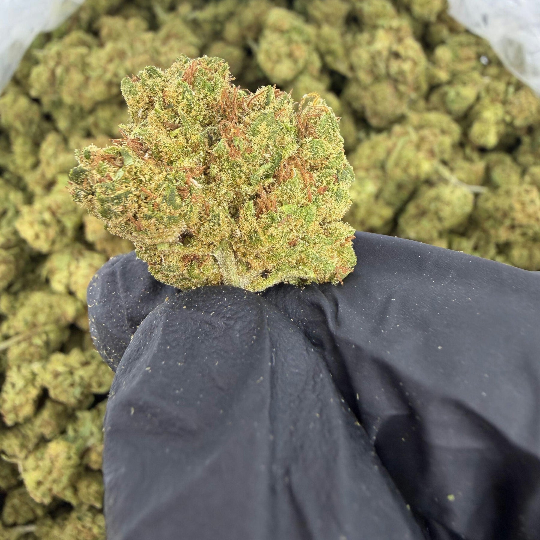 Hand holding a clump of 'Lemon Drop' cannabis buds with a labeled container in the background.