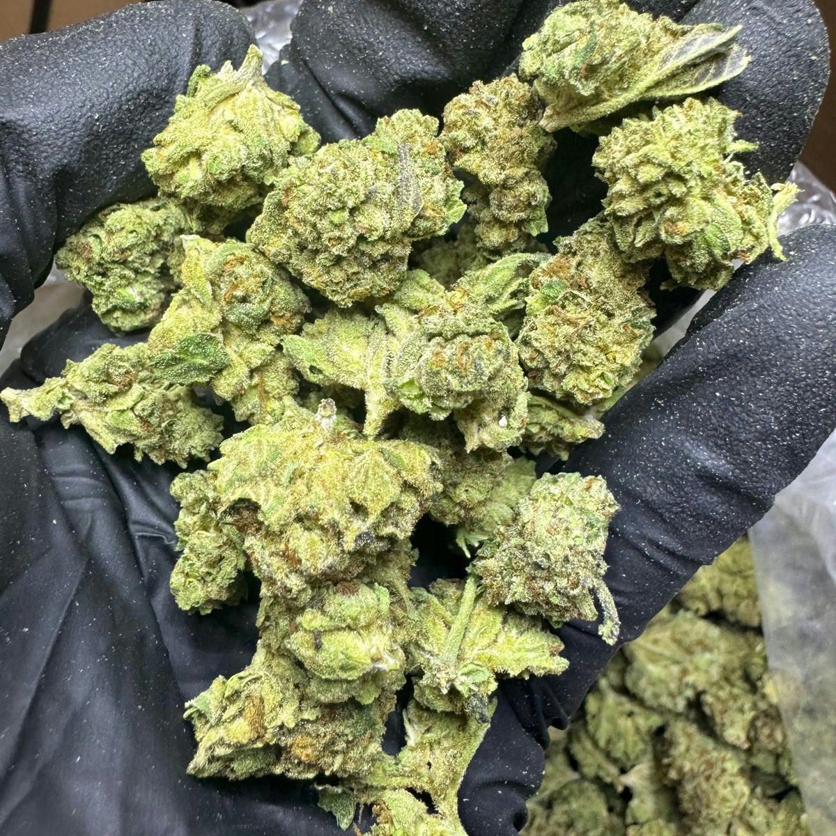 Green cannabis buds held in a gloved hand with a blurred background