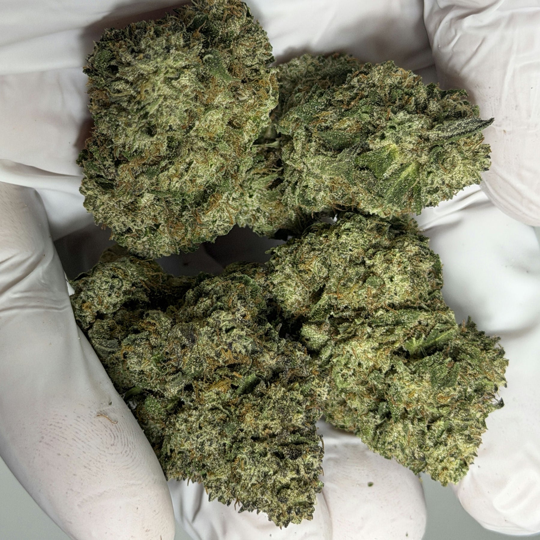 Green cannabis buds held by gloved hands on a light background