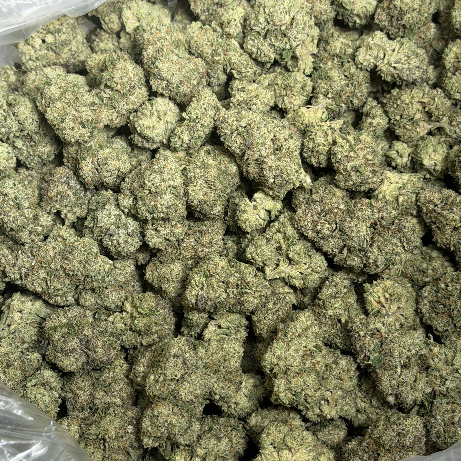 Close-up of cannabis buds in a clear plastic bag