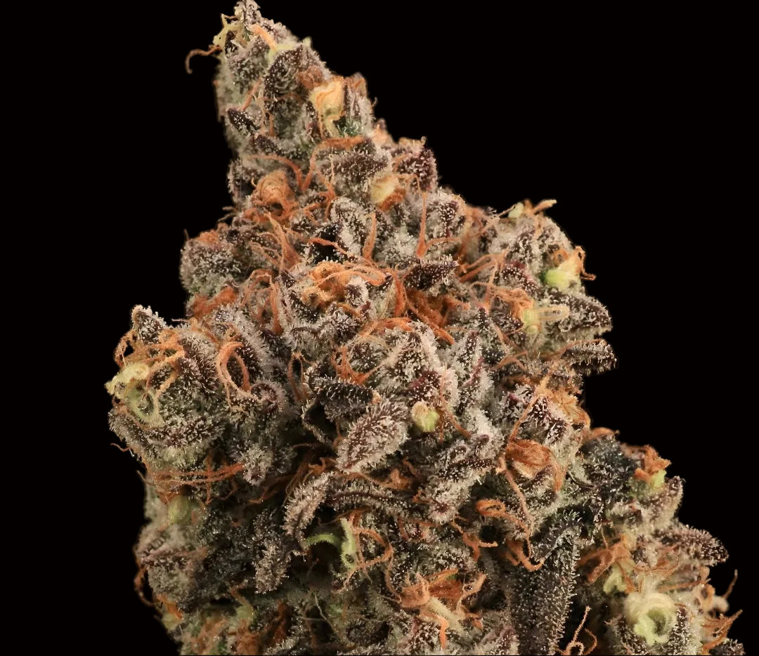 Close-up of a cannabis bud