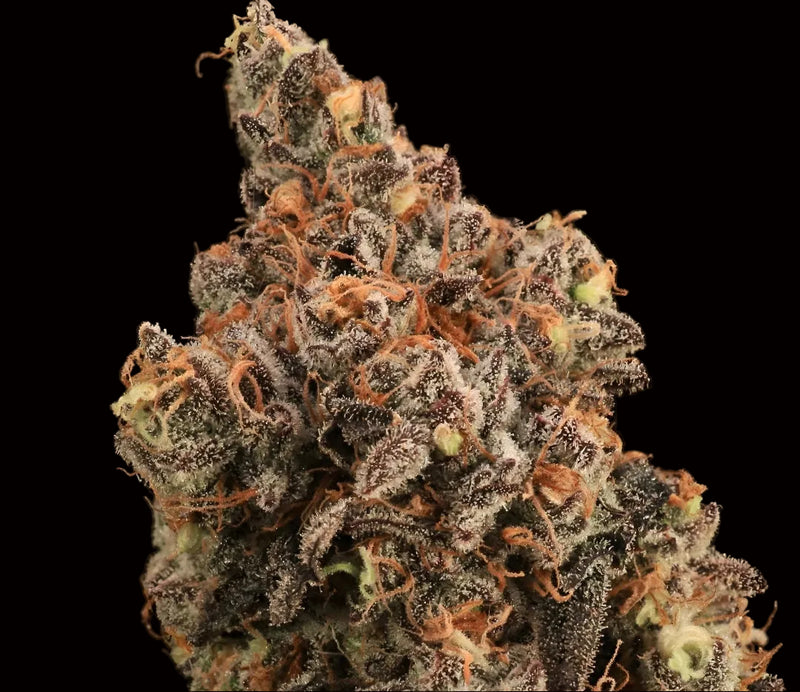 Close-up of a cannabis bud