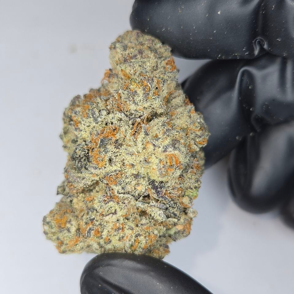 Hand holding a clump of cannabis buds with black gloves on a white background