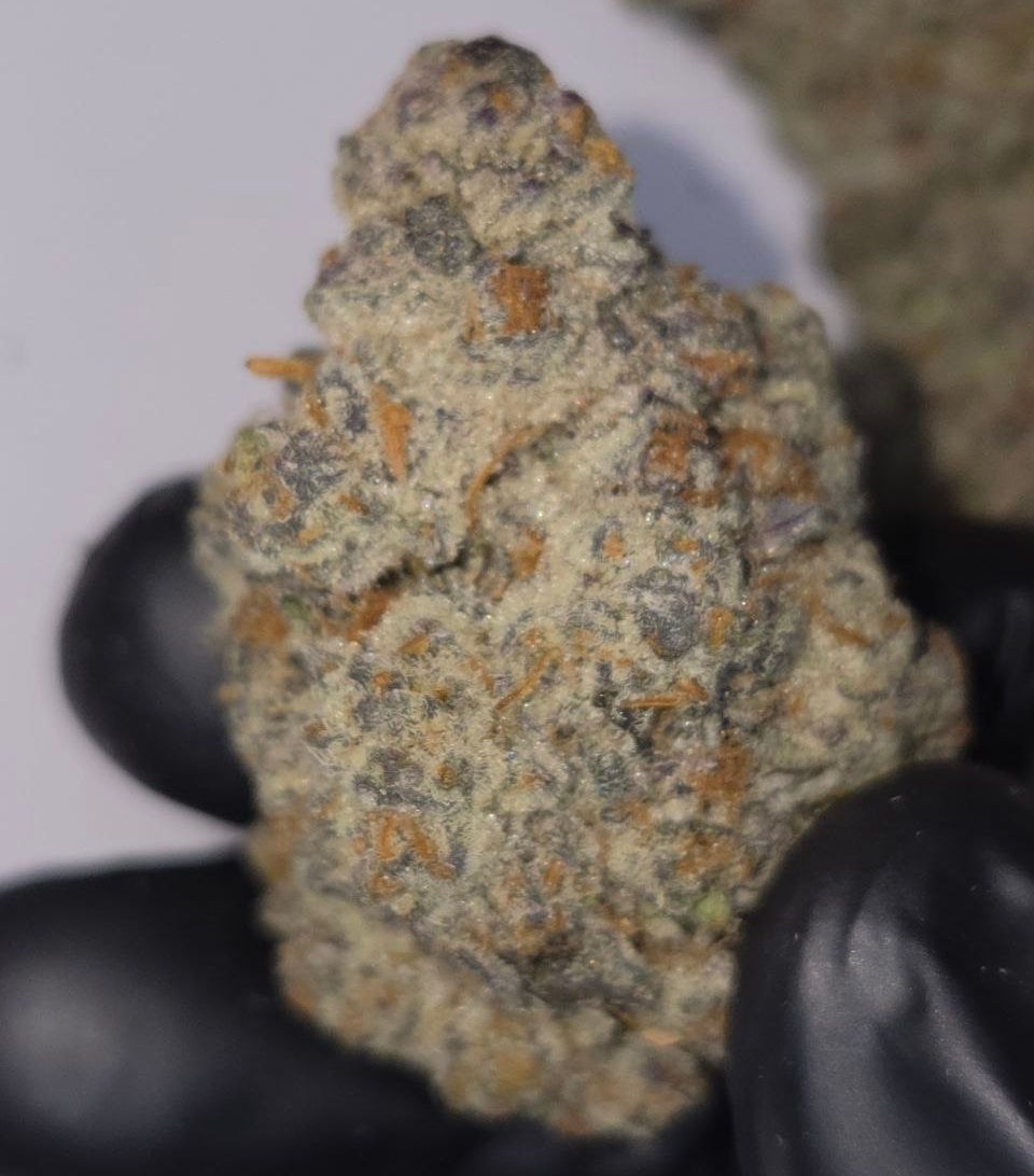 Close-up of a cannabis bud held by a gloved hand on a white background