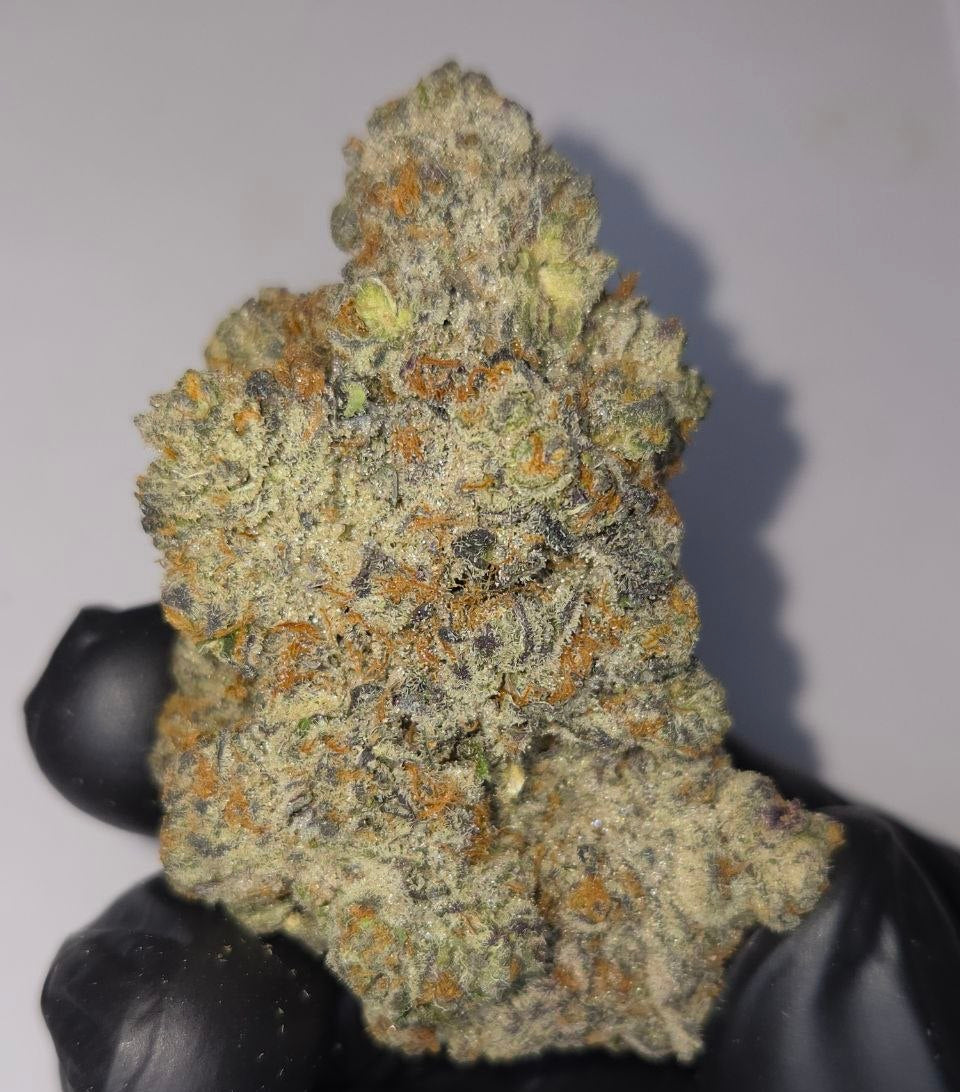 Hand holding a large cannabis bud with a white background