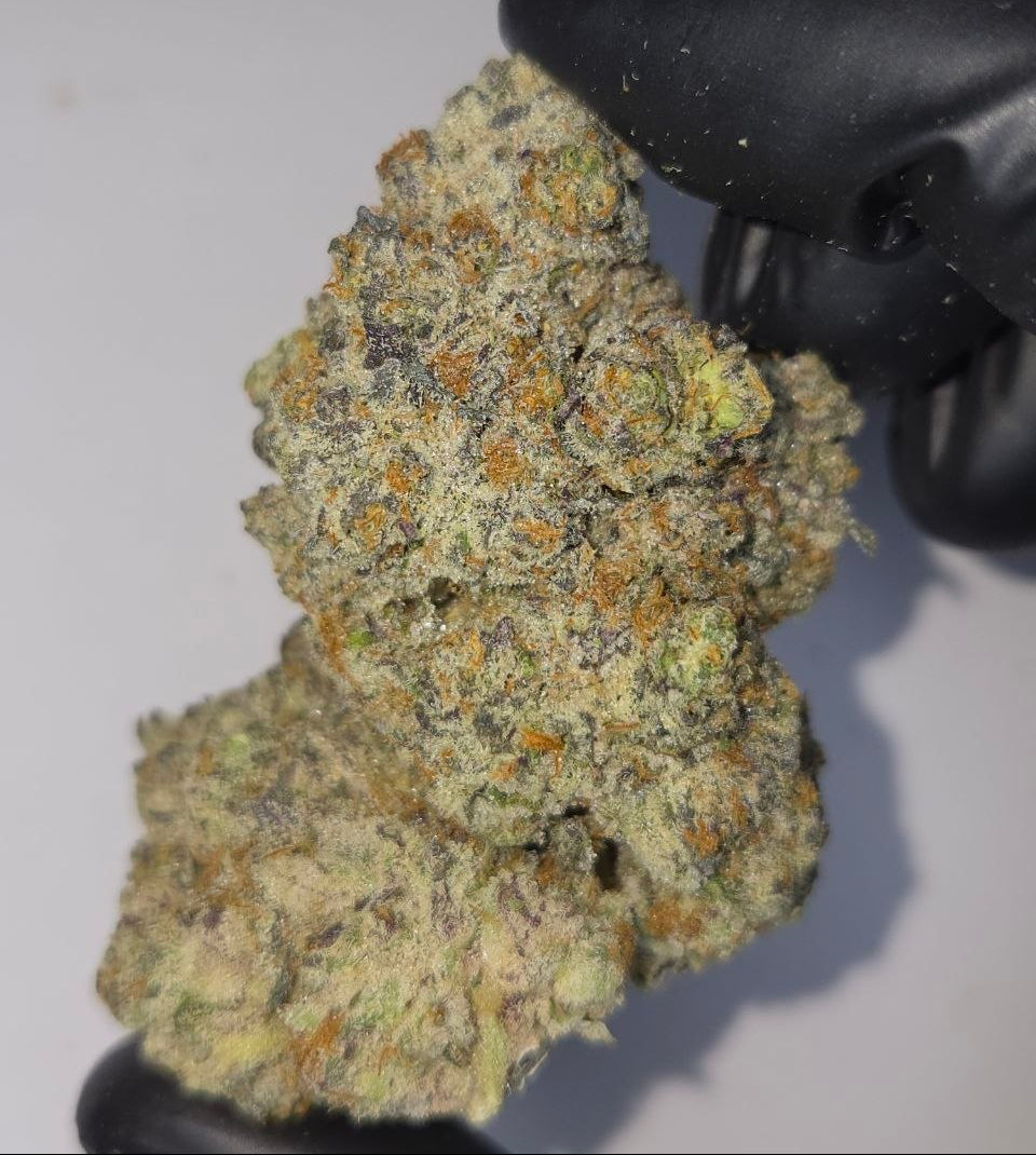 Hand holding a clump of cannabis buds with black gloves on a light gray background
