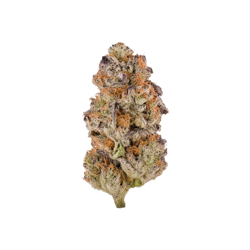 Zushi Bomb (Wholesale)
