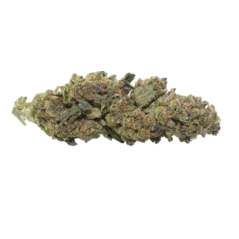 Black Maple (Wholesale)