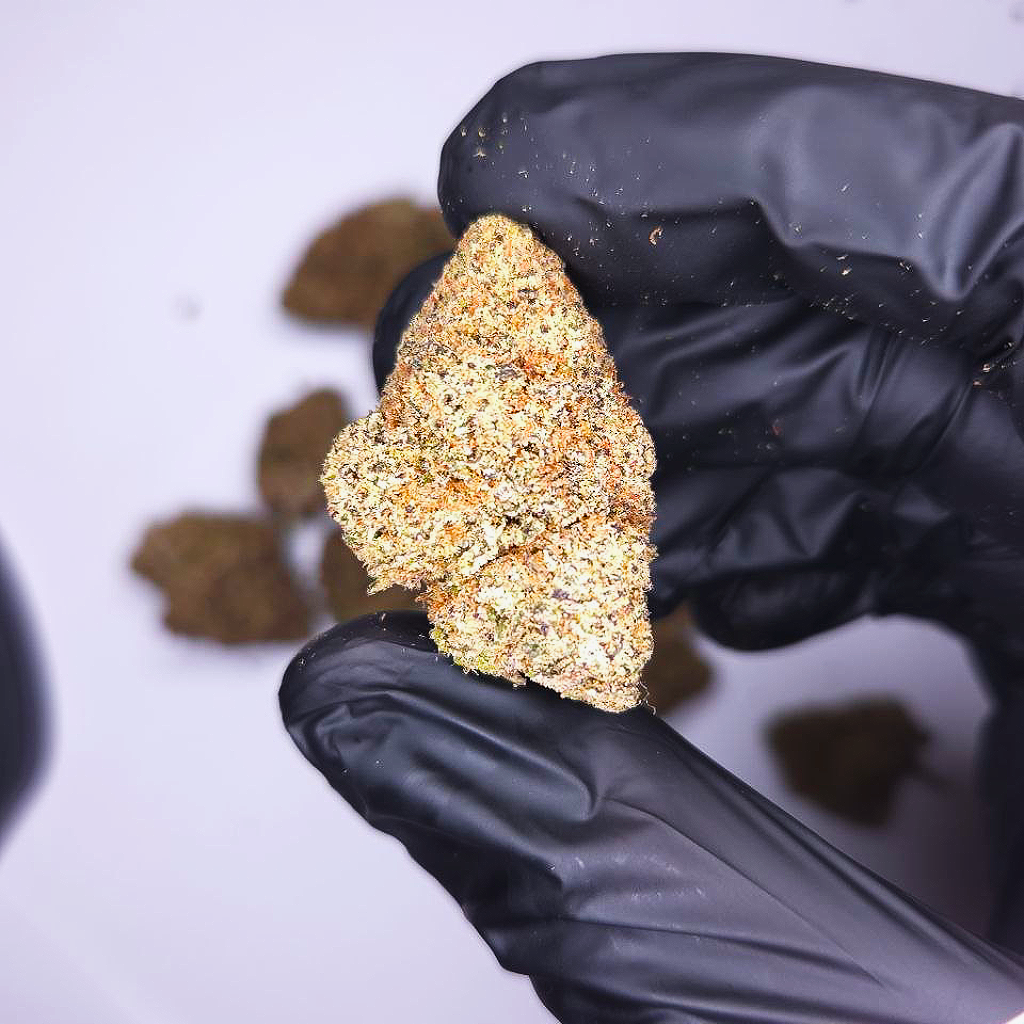 Blue Guava Gelato Exotic Clearance Deal