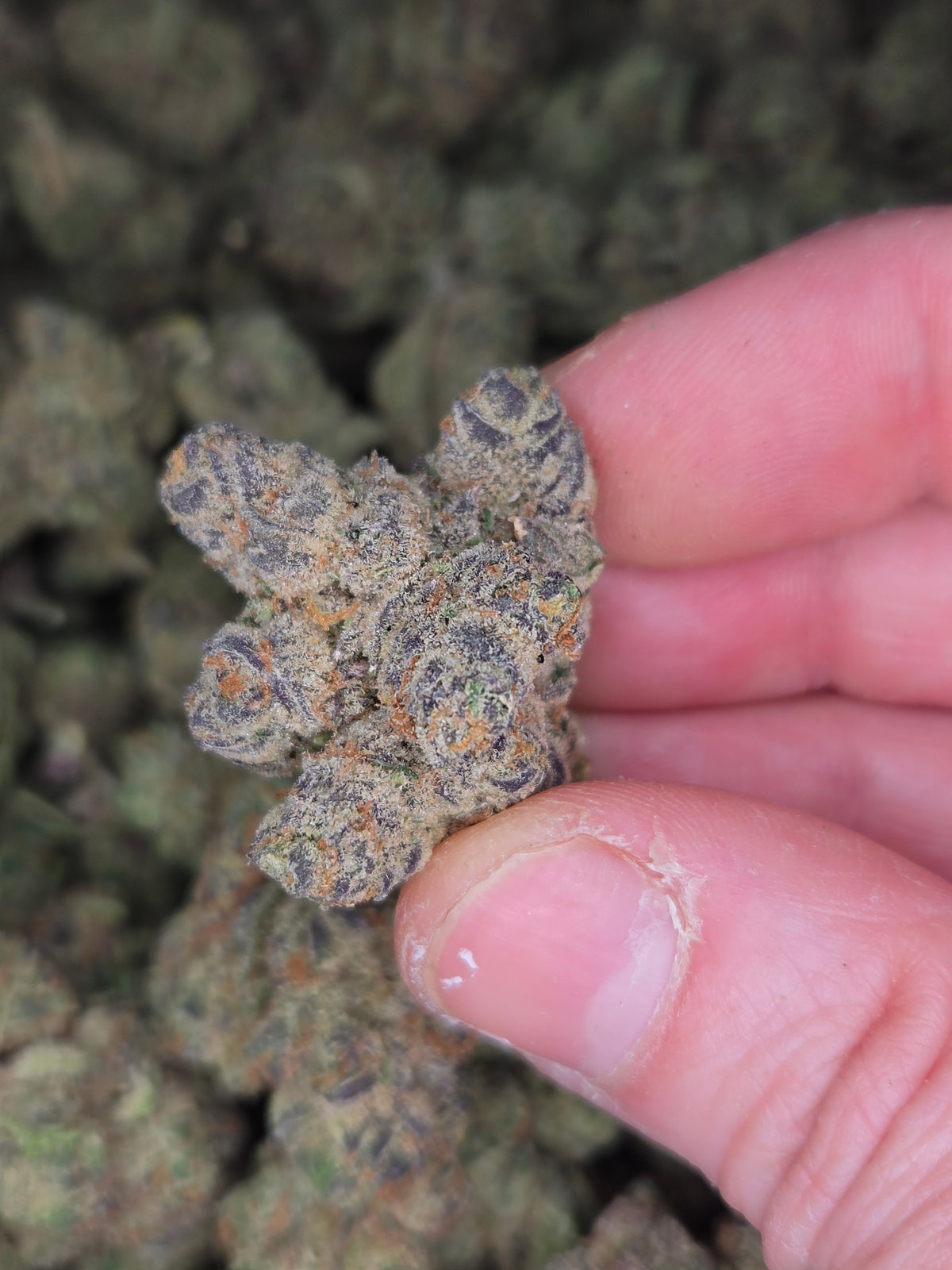 Blueberry Caviar