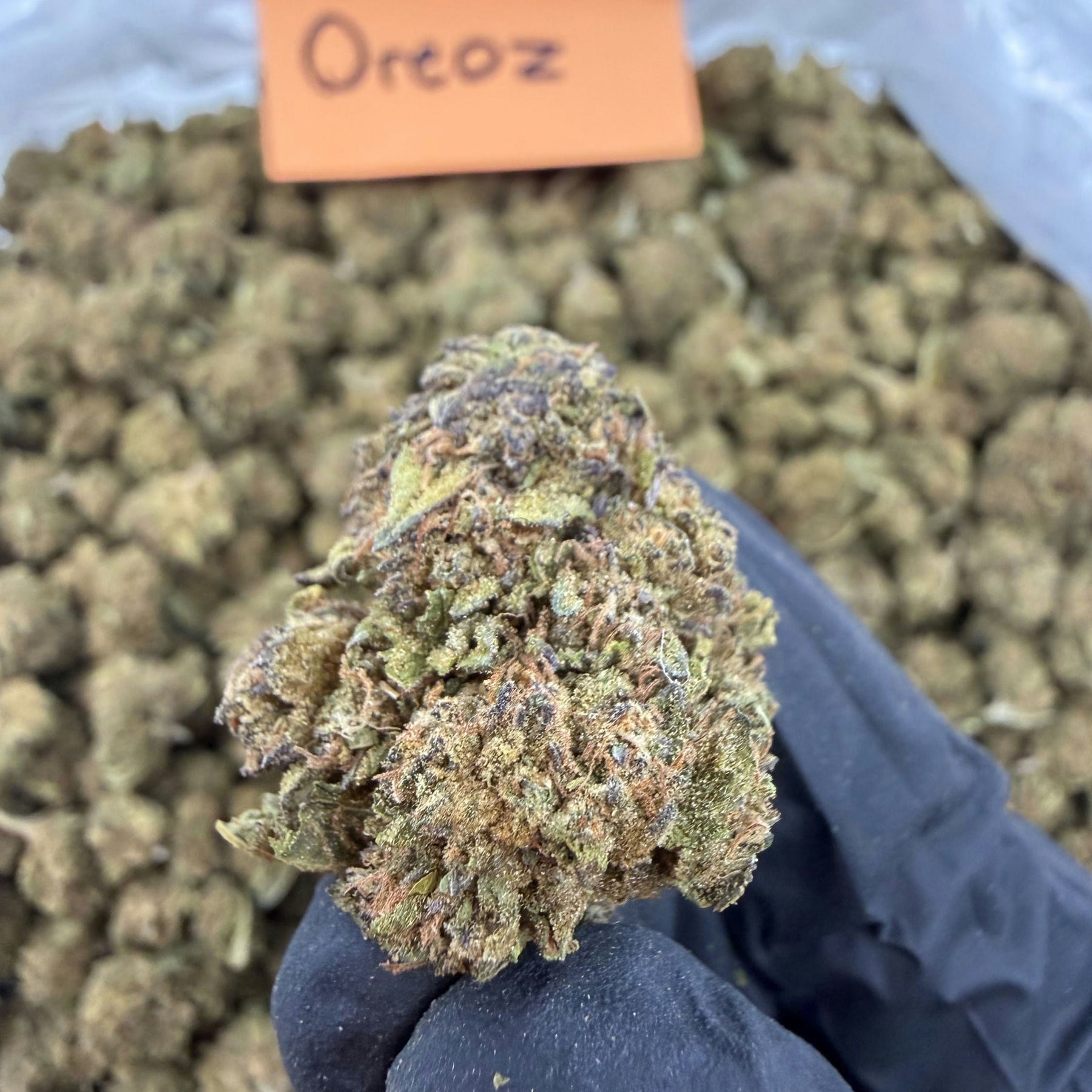 Hand holding a large cannabis bud with a label reading 'Ortoz' over a pile of cannabis buds.