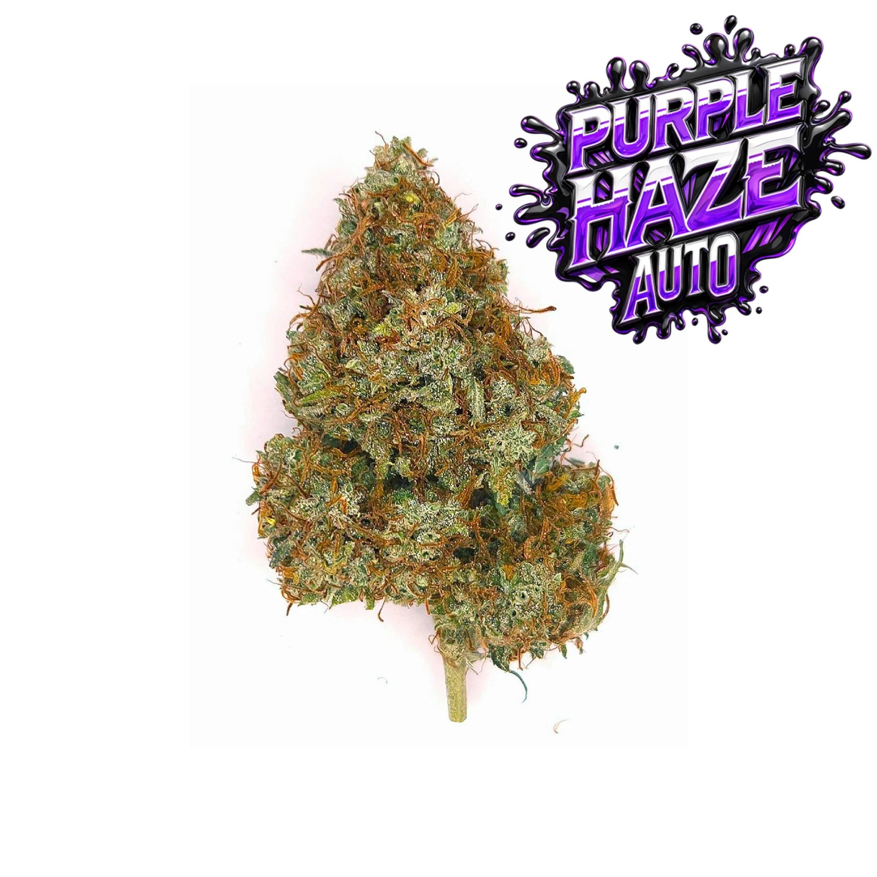Purple Haze