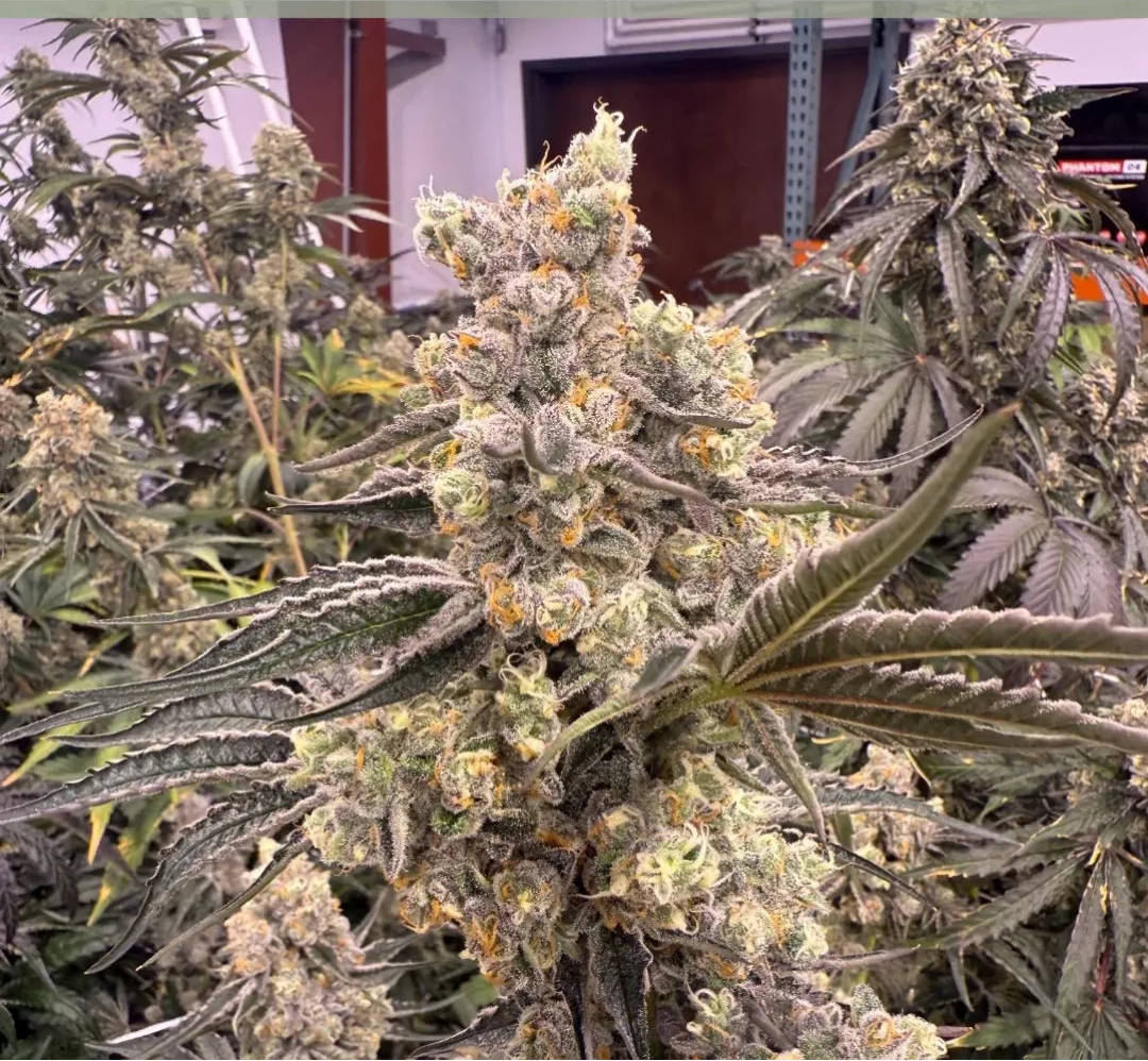Sour Bananacane (F)